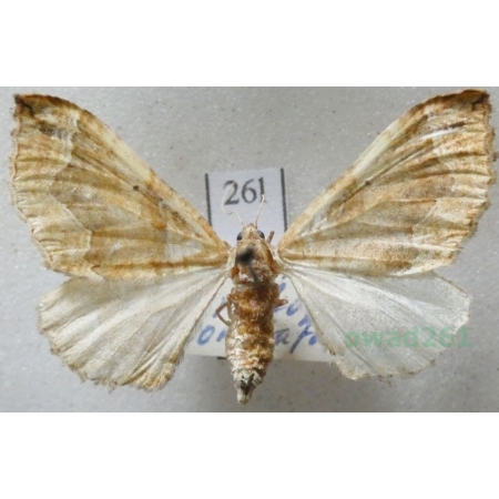 Eulithis populata (Linnaeus, 1758) Nacinek topolowiak Czech26l